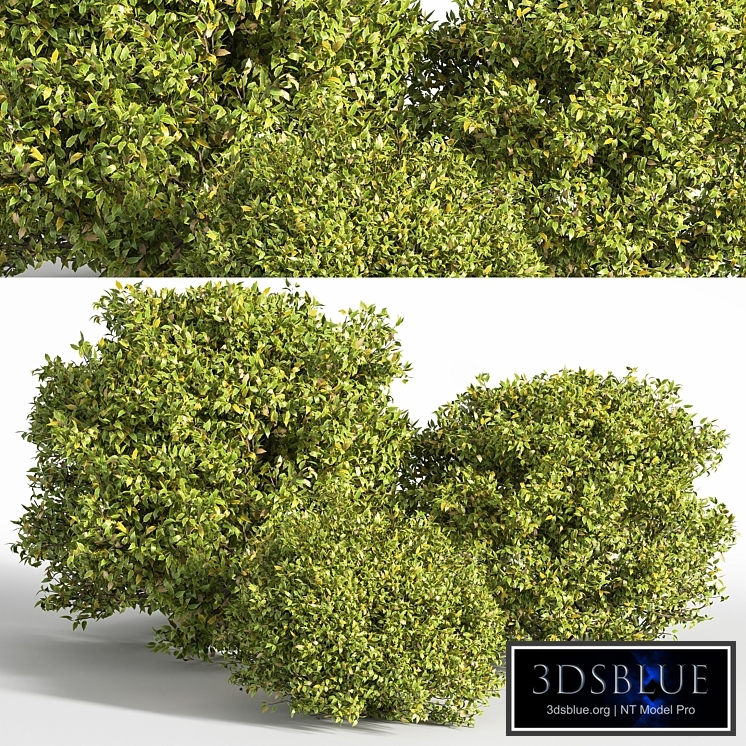 Bush