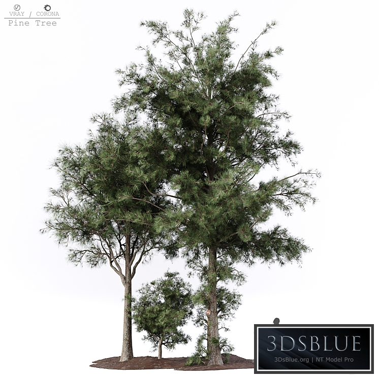 Pine tree