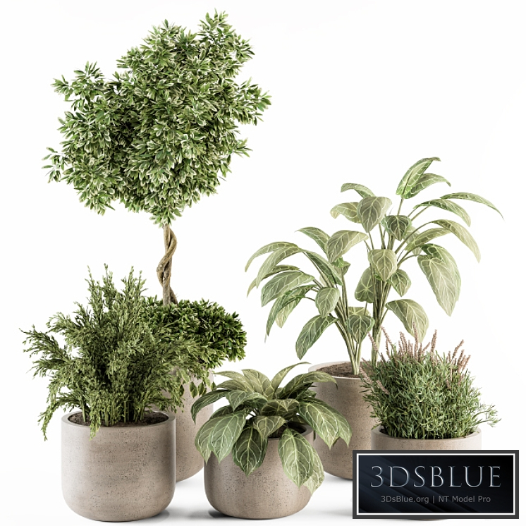 indoor Plant Set 247 - Plant Set in Pot