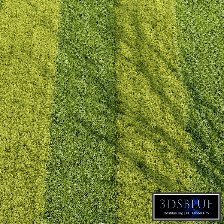 Grass 001-Summer