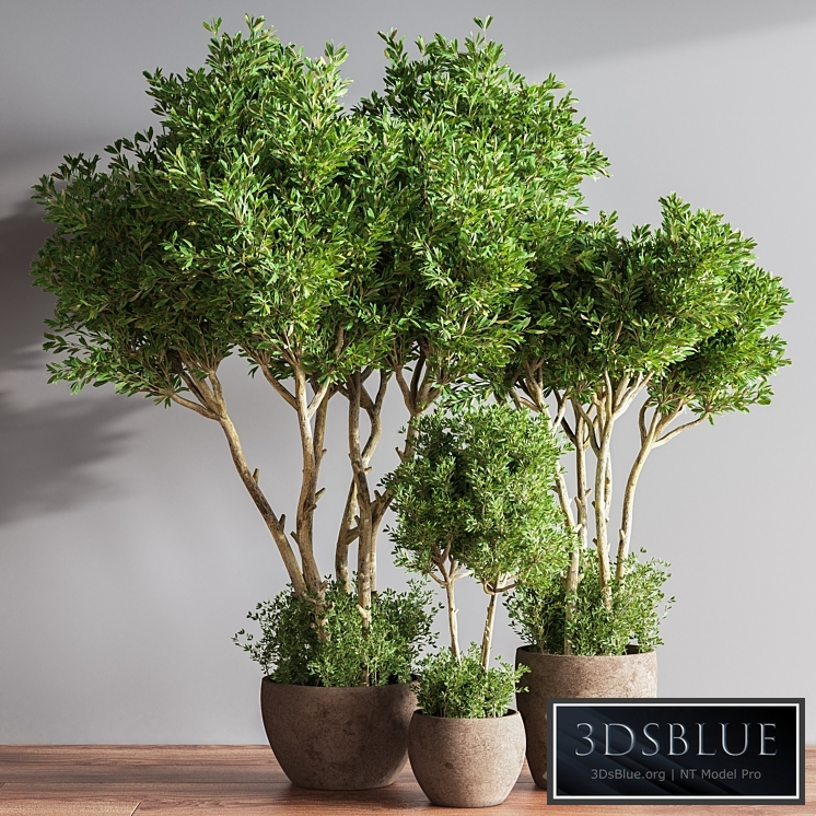 Indoor Plant Set 50
