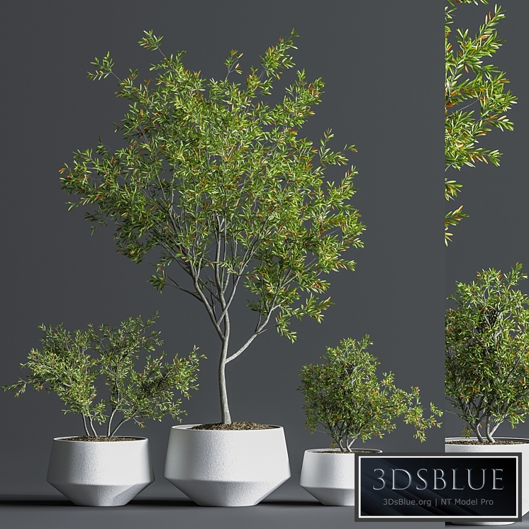 Indoor_Set_Plant_08
