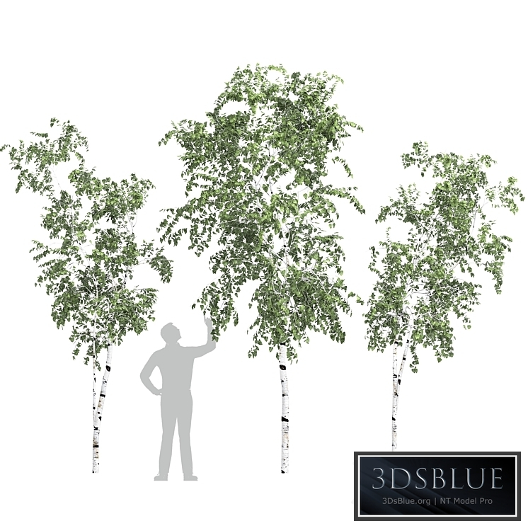 Birch tree set 9