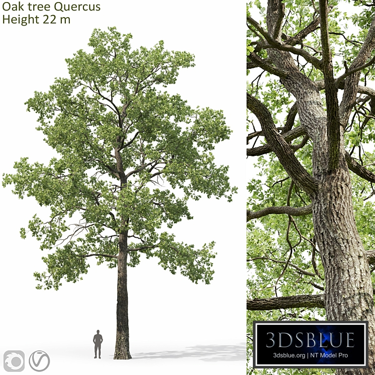 Oak
