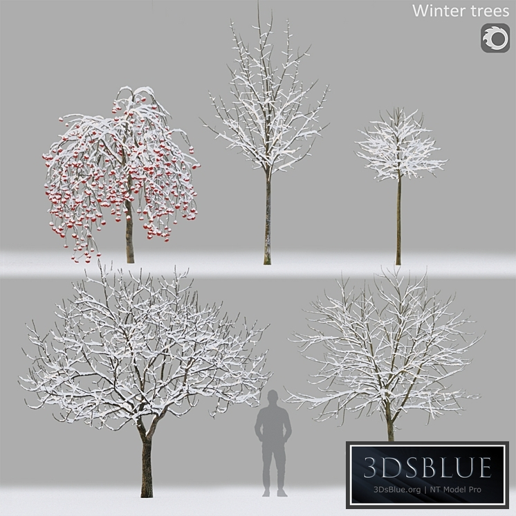 Winter trees # 1