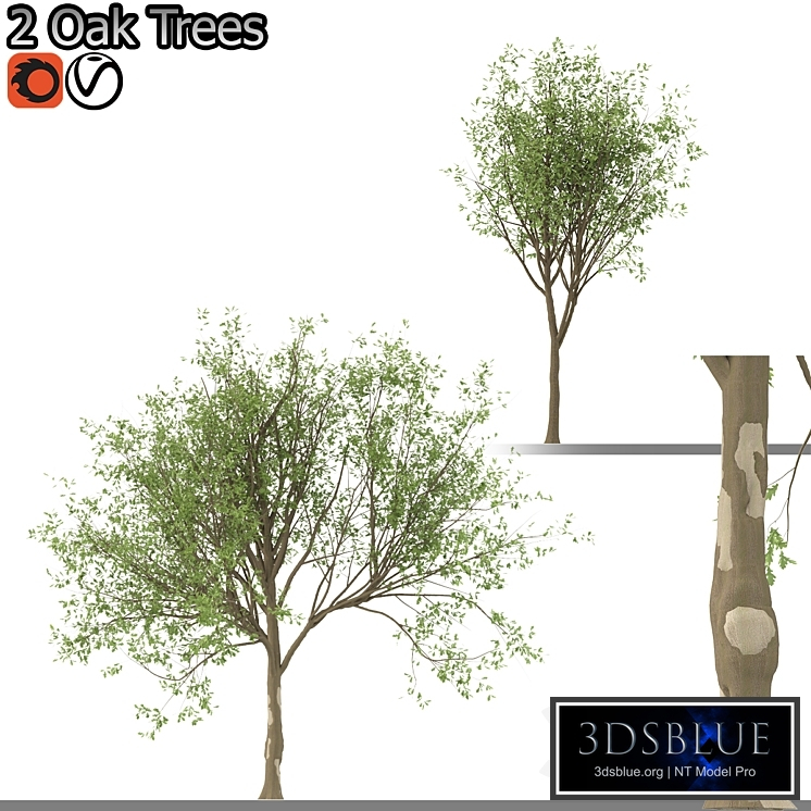 Set of Korean Oak and simple Oak Trees