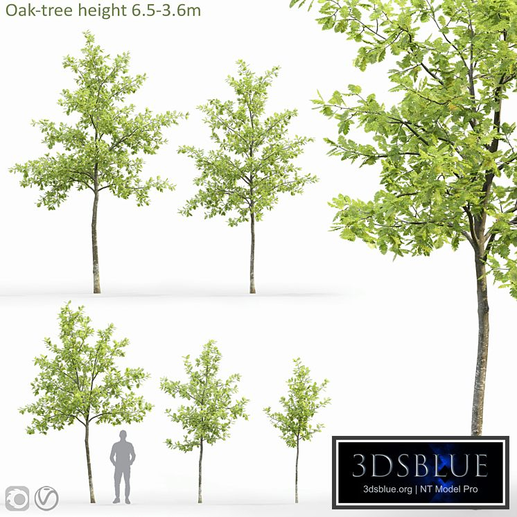 oak