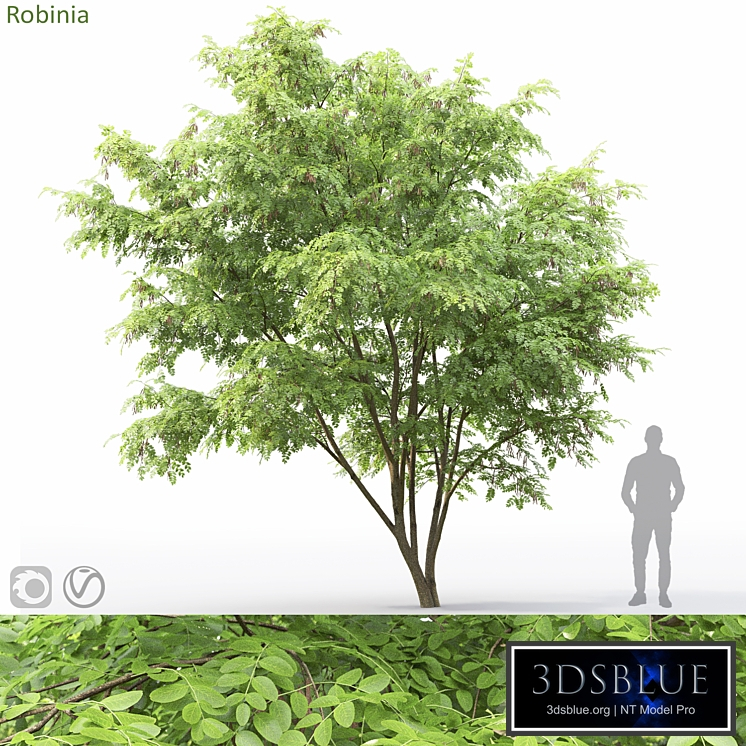 Robinia