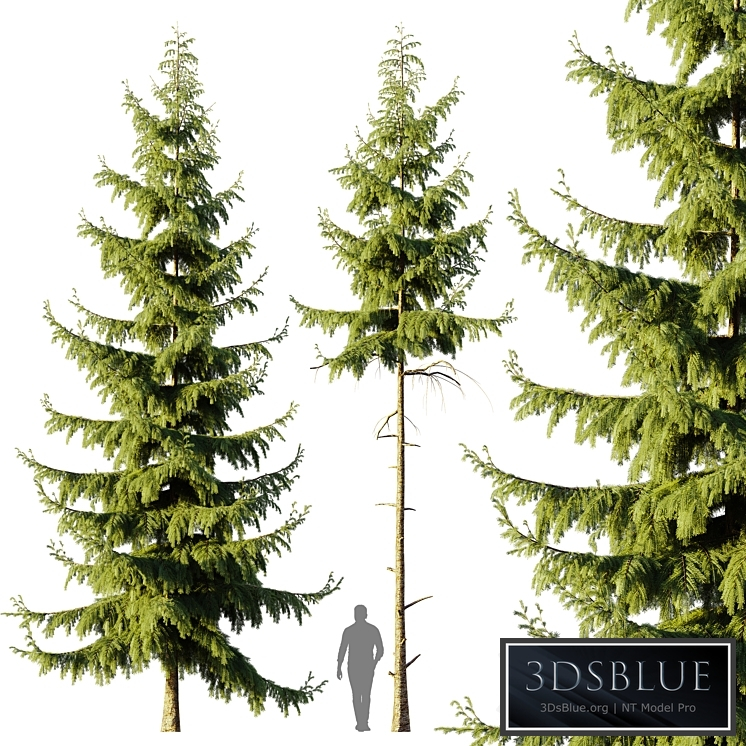 Pine Spruce