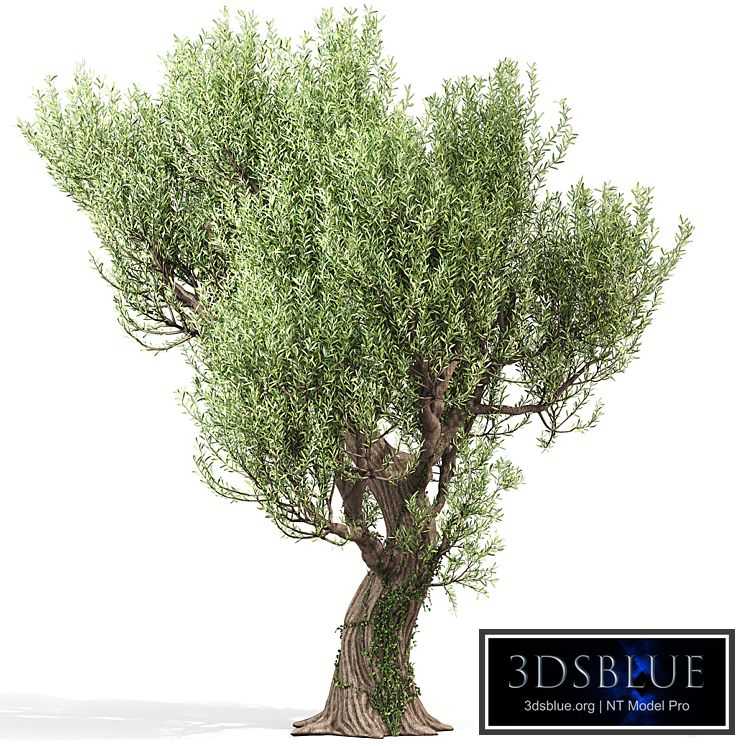 Olive Tree With Vines