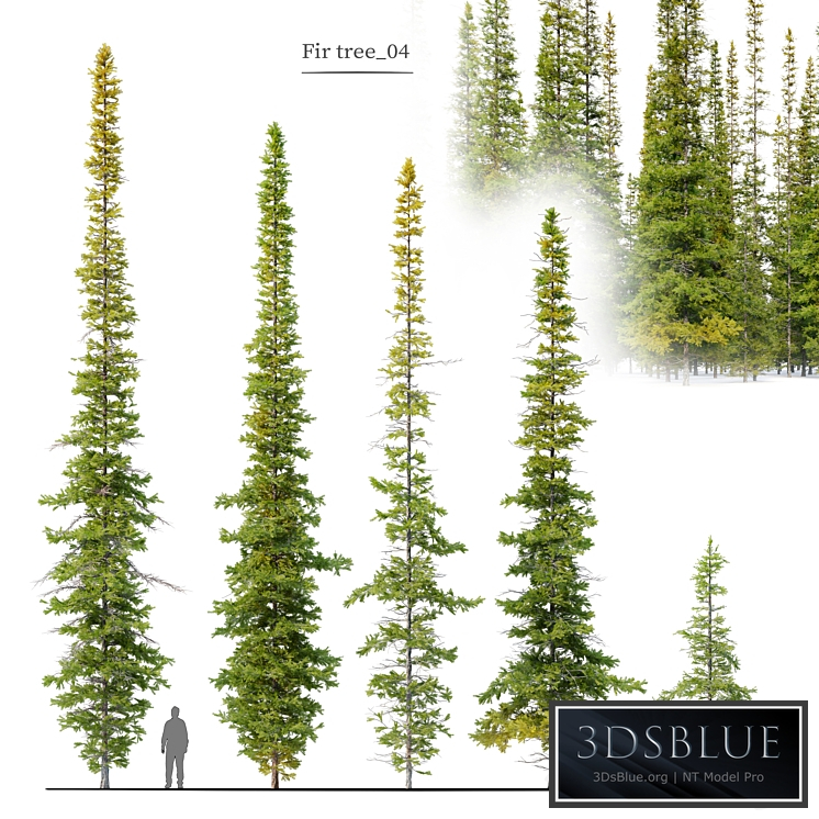 Fir tree 04