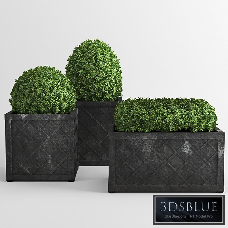 Bushes