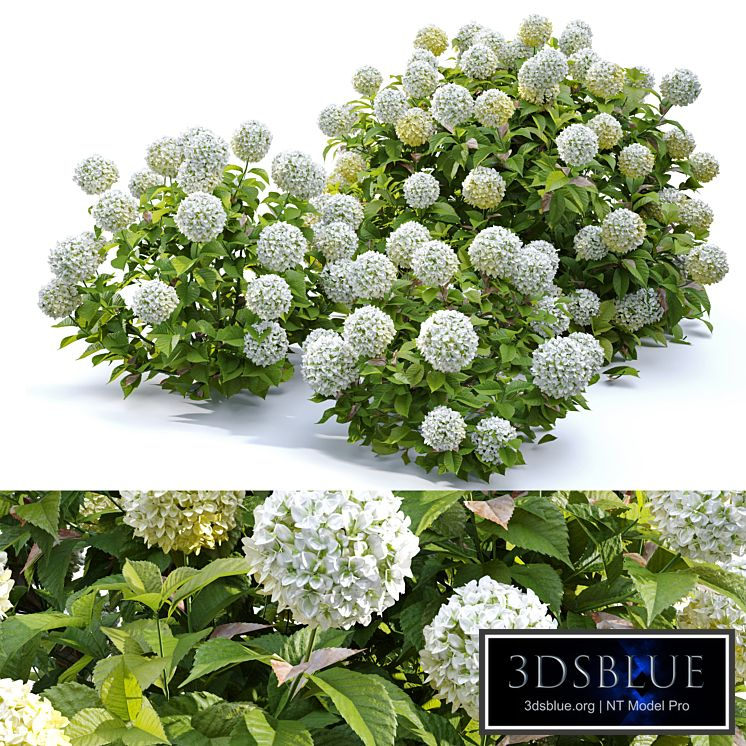 Hydrangea 02