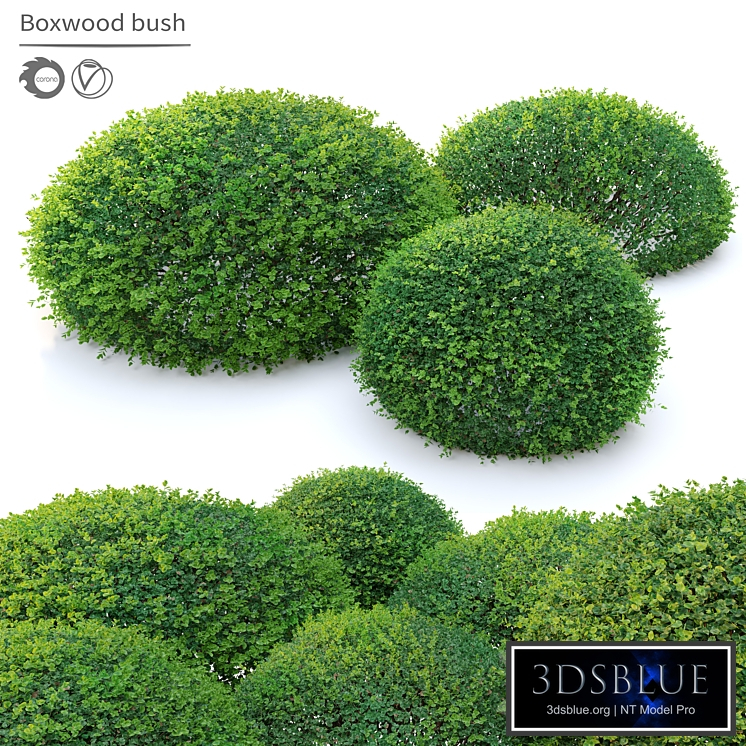 Boxwood 02