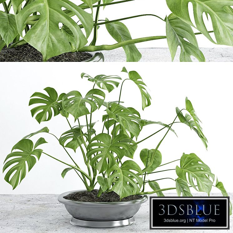 Monstera 2