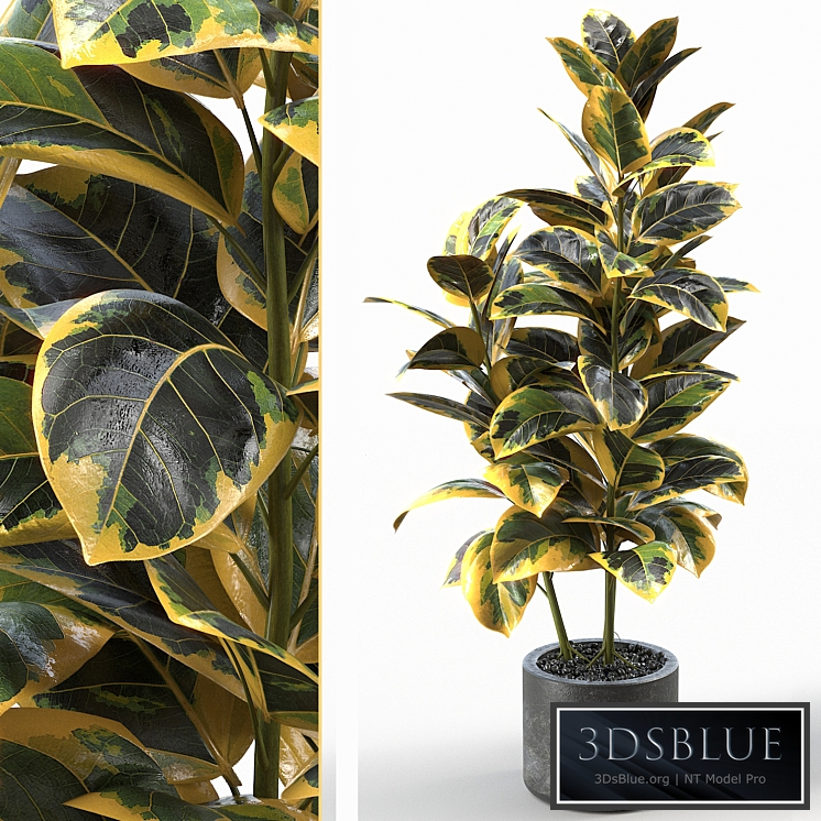 Rubber Tree 004