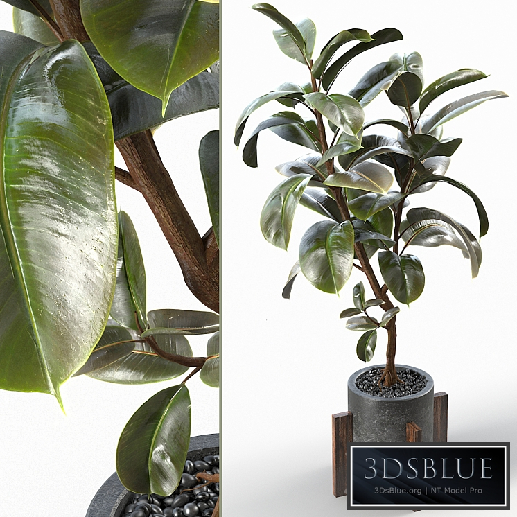 Rubber Tree 004