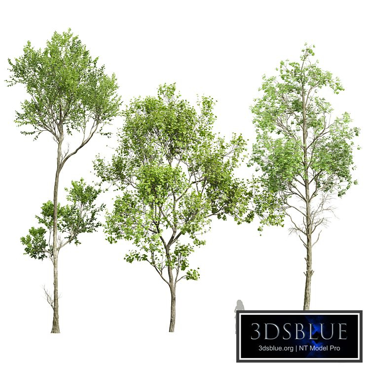 spring trees 2