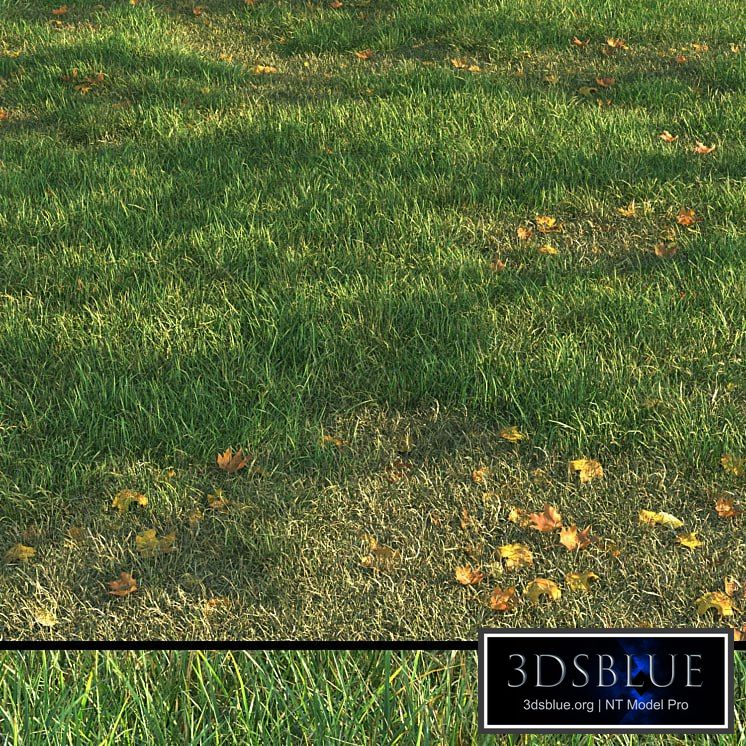 grass011