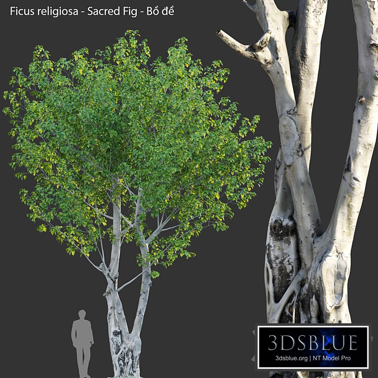 Ficus religiosa - Sacred Fig - Bồ đề