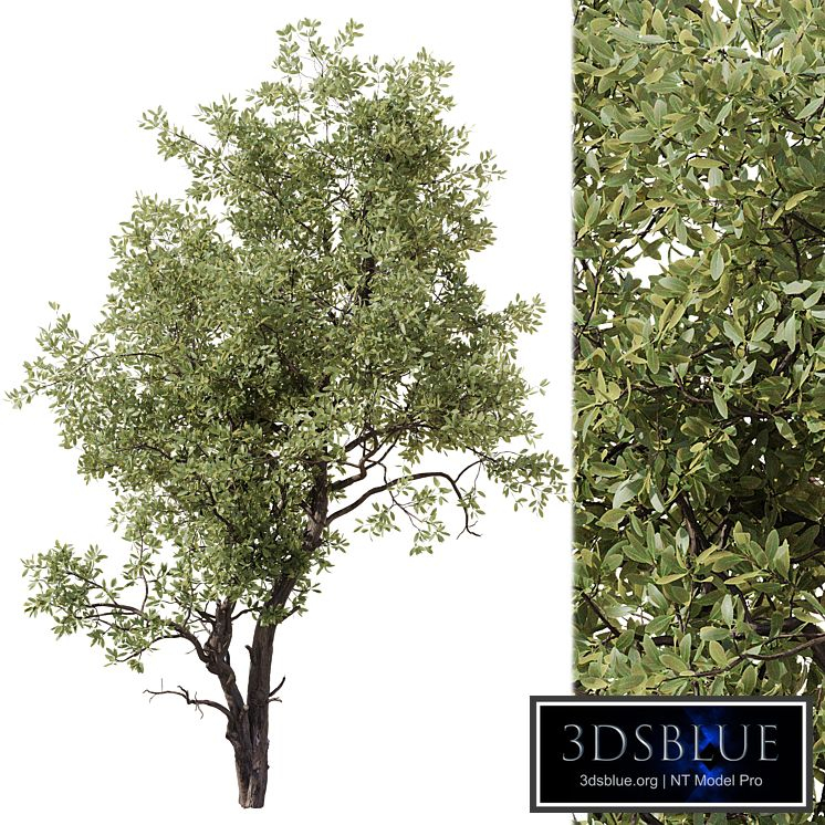 Tree 02