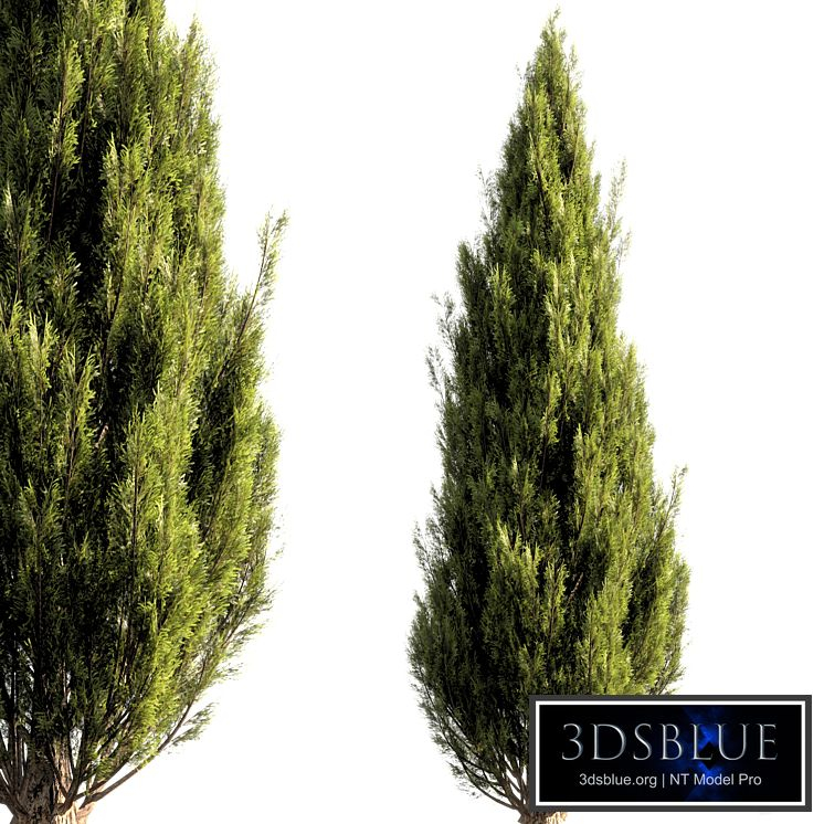 bush tree 016