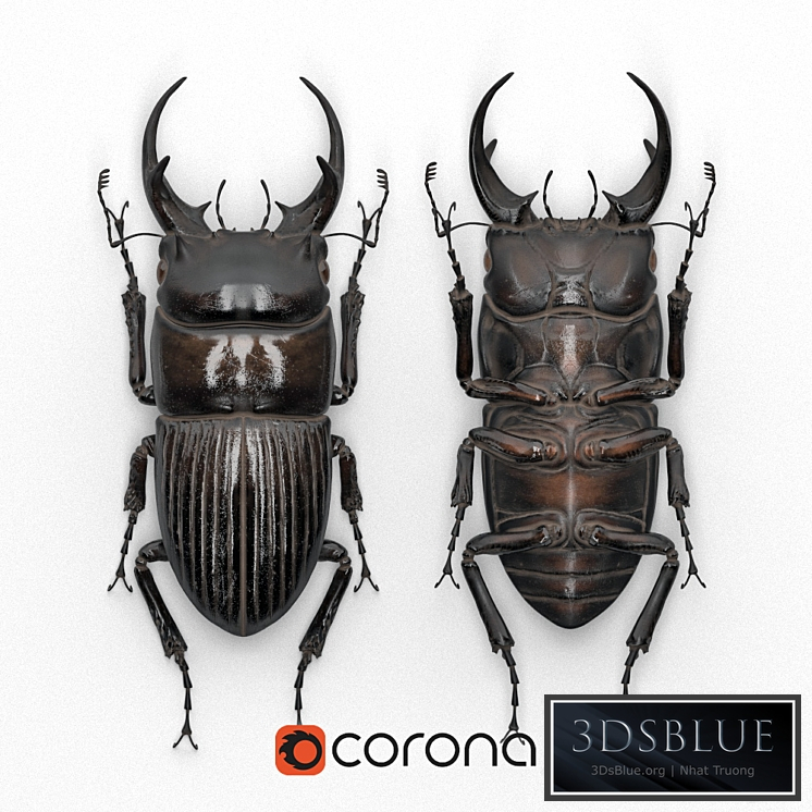 Beetle in a frame (Dorcus intermedius)