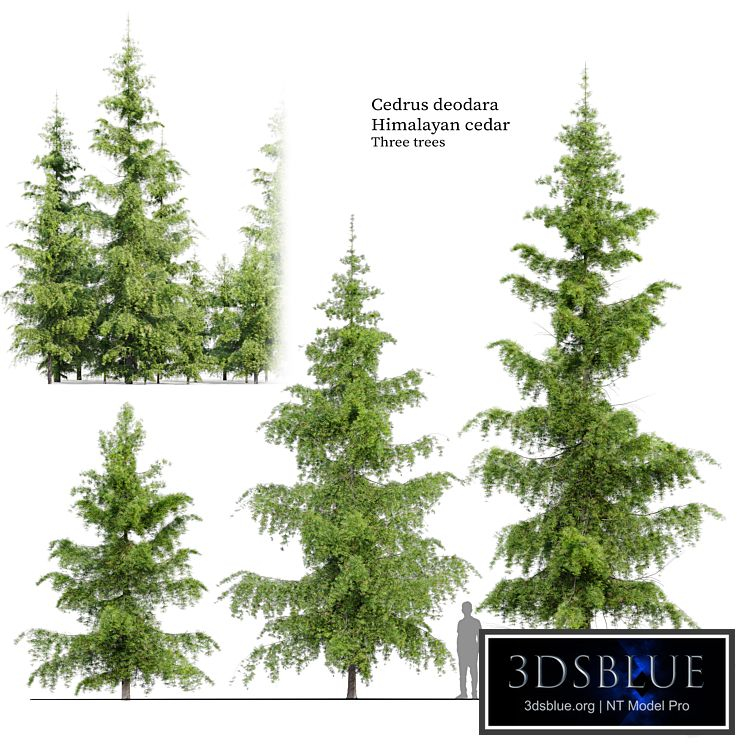Cedrus Deodara