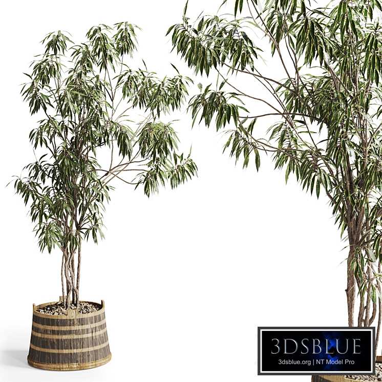 Song of India Tree in Pot