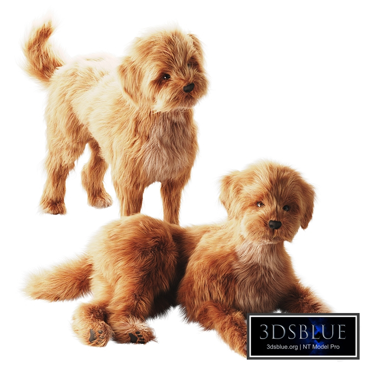 Small domestic dog