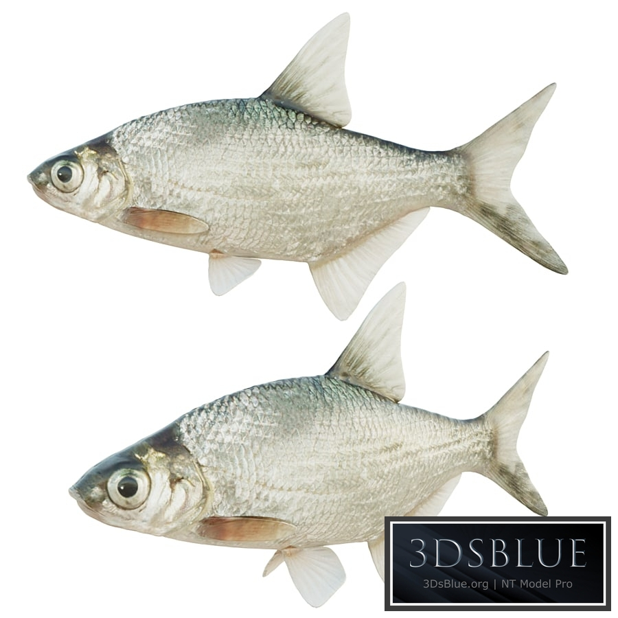 Abramis brama fish
