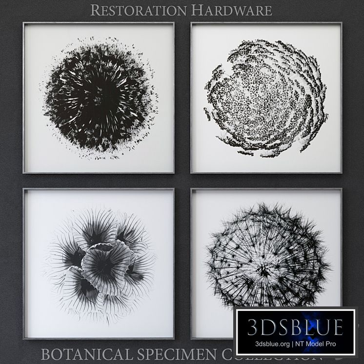 BOTANICAL SPECIMEN COLLECTION