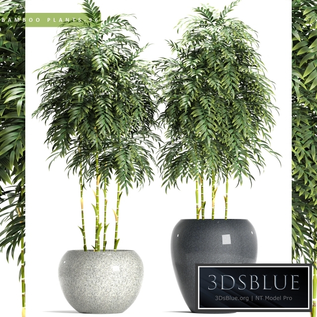 BAMBOO PLANTS 96