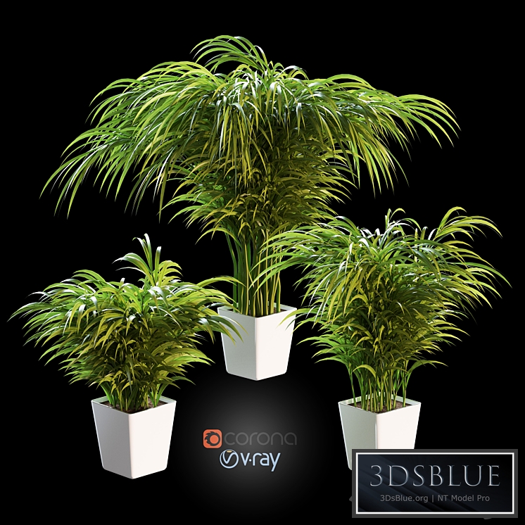 Palm tree in a pot. 3 models