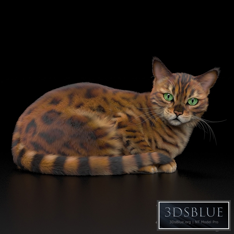 BENGAL CAT