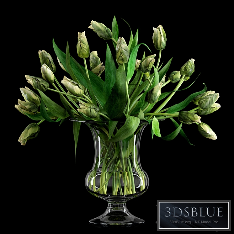 Green Parrot Tulips