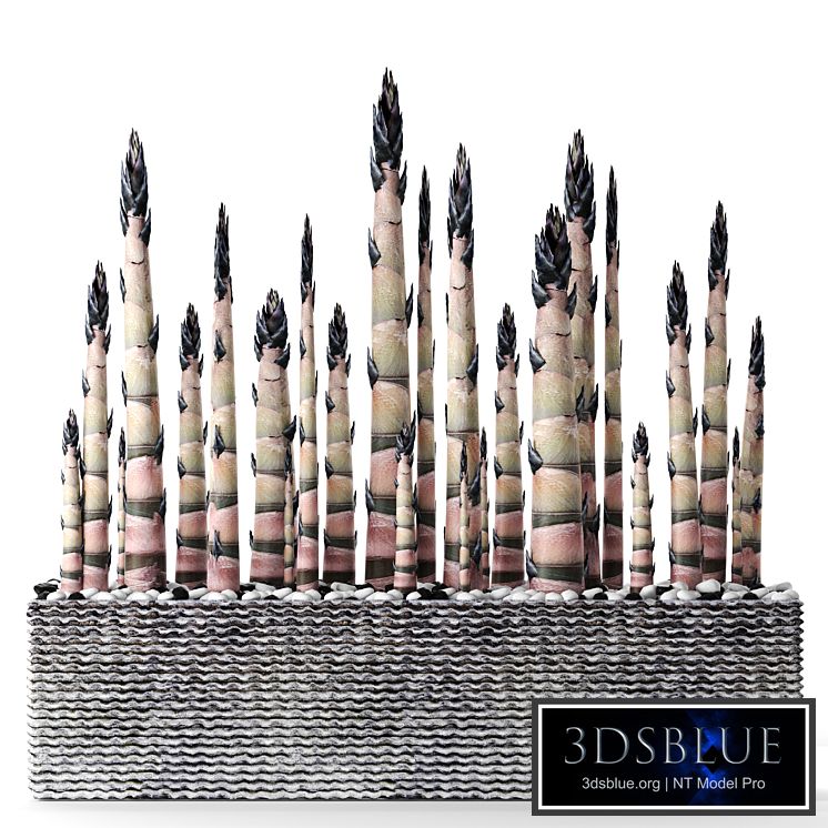 Bamboo. Bamboo shoots, china, japan, decorative, indoor, outdoor, pot, flowerpot, carved stone