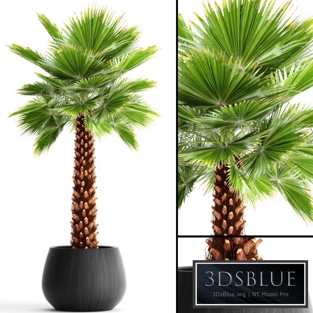 Fan palm "Yalta", outdoor, decorative, pot, flowerpot, interior