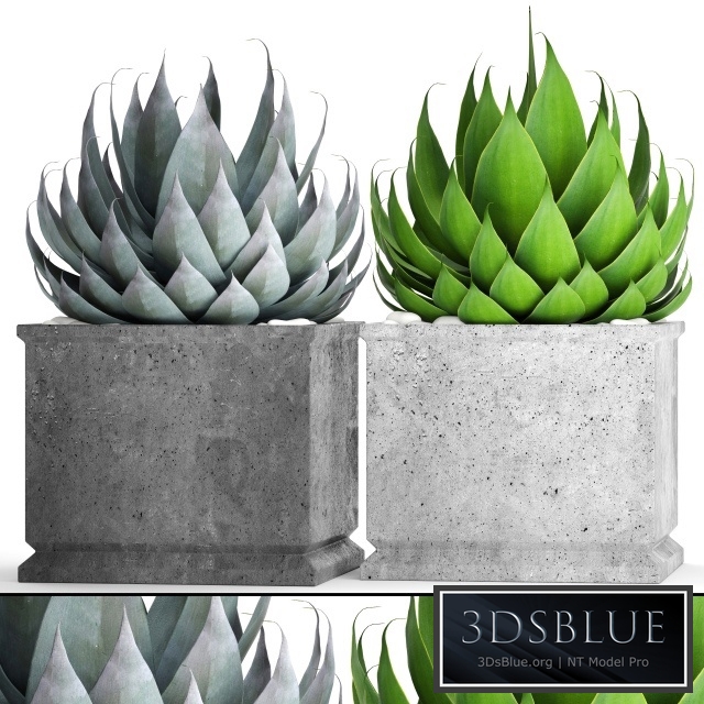 A collection of plants in pots. Agave, flower, pot, outdoor, concrete flowerpot