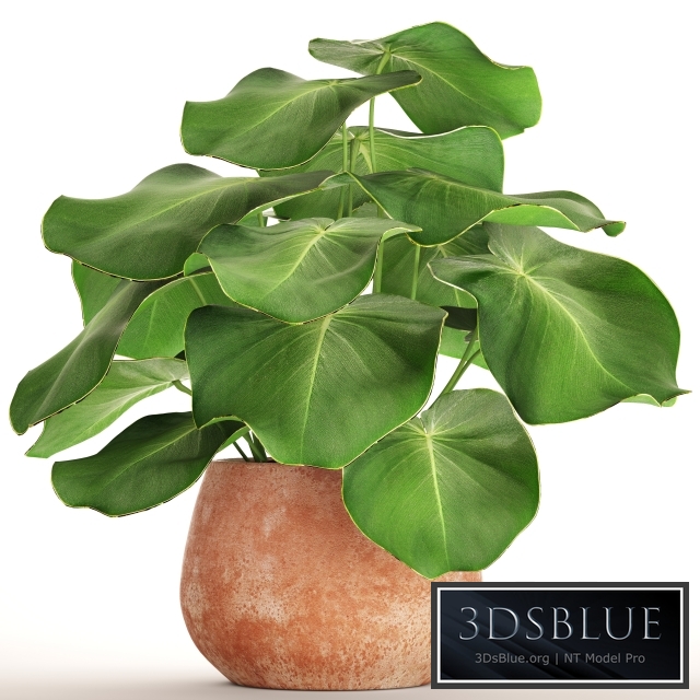 Tropical potted plant, flower, flowerpot, small plant, clinker, clay