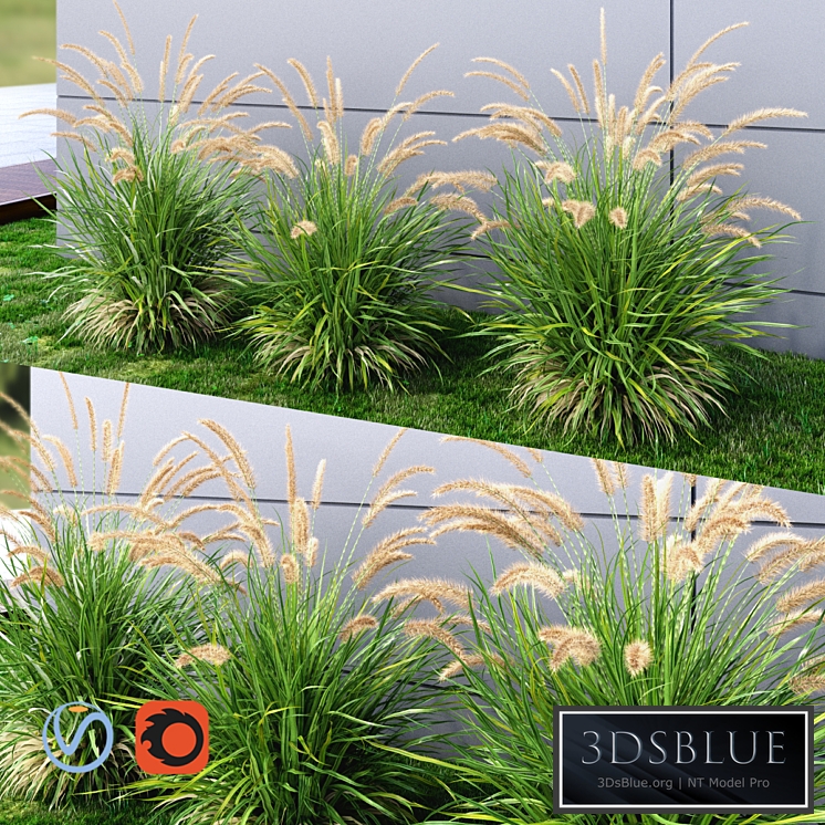 Ornamental grass Fountaingrass green