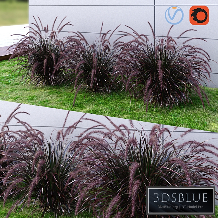 Ornamental grass Fountaingrass purple dark
