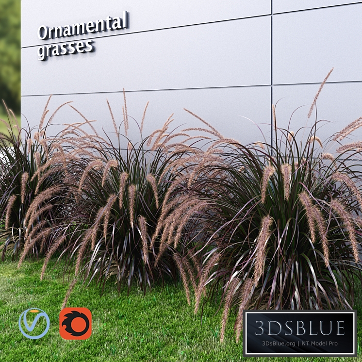 Ornamental grass Fountaingrass purple large