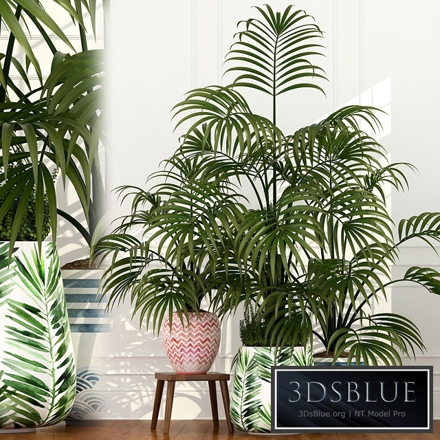 Plants collection 51