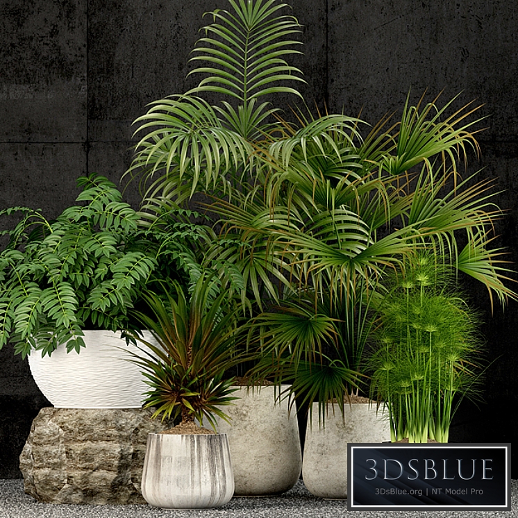 Plants collection 53