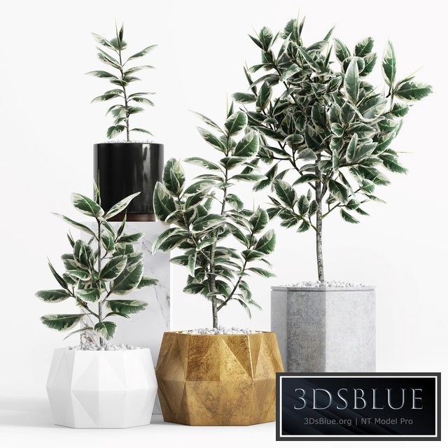 Plants and Planters _8 (Ficus Elastica Variegata)