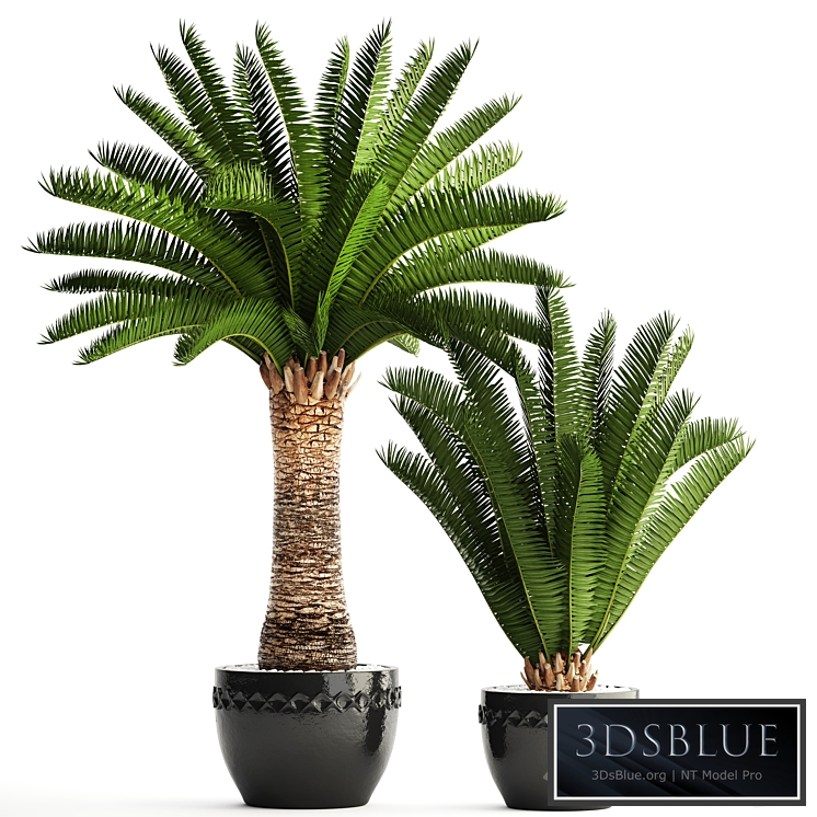 Collection of plants 69. Phoenix canariensis, Canarian date, Date palm, outdoor pot, flowerpot, date