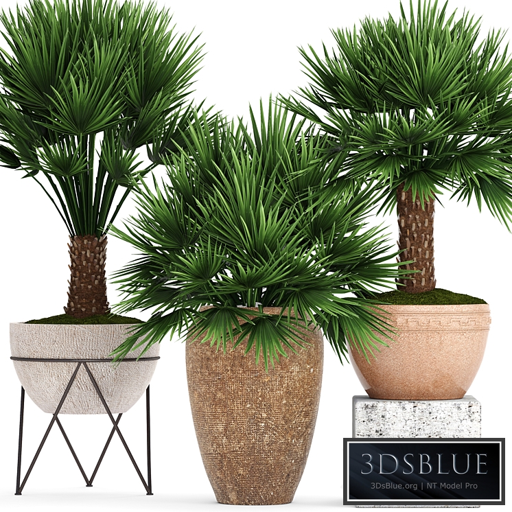 Collection of plants 70. Chamaerops, Hamerops, palm tree, outdoor pot, flowerpot, concrete, clinker, clay, decorative, bush