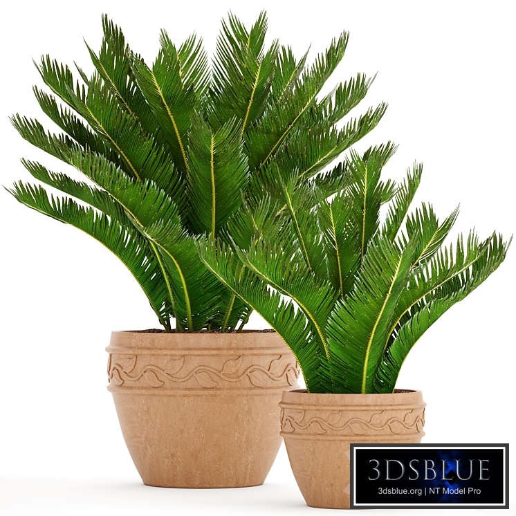 A collection of plants in pots. 71. Cycas, cycad, cycas, palm tree, bush, clay pot, clinker, outdoor flowerpot, landscaping