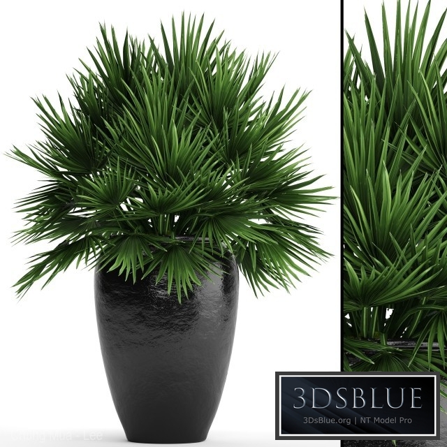 Chamaerops palm, Chamaerops, palm tree, bush, pot, flowerpot, outdoor, decorative, interior